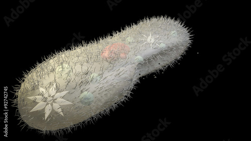 фотографія Paramecium caudatum