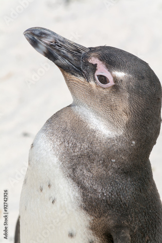 halfbody portrait of penguin in national park colony south africa