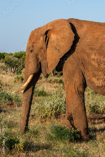 Elephant in Tsavo East National Park