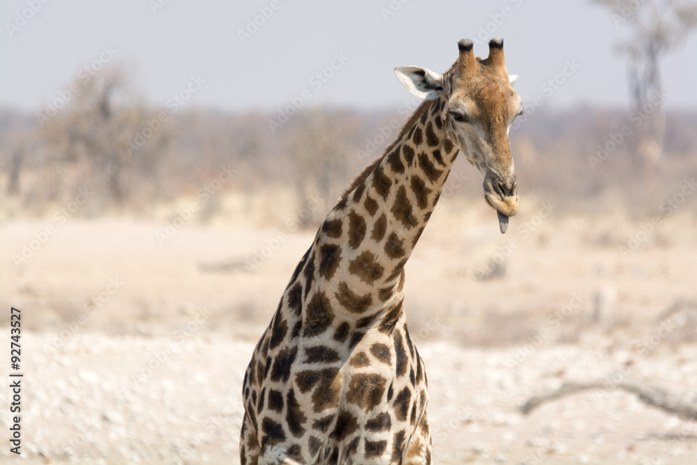 Obraz premium giraffe showing tongue in namibia