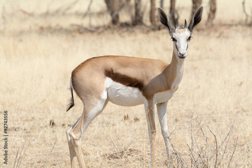 nervous springbok in namibia
