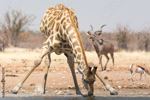 Canvas Print giraffe drinking water in namibia national park
