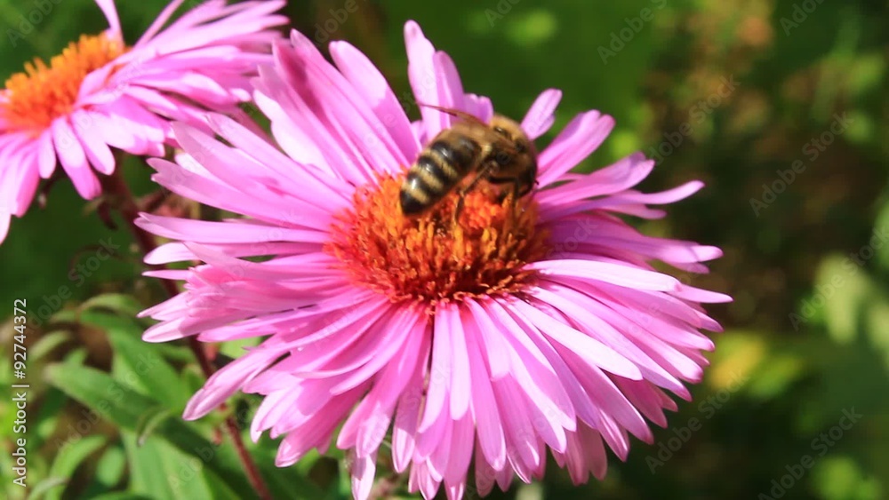 bee sitting on the aster and collecting the nectar bee sitting on the aster and collecting the nectar