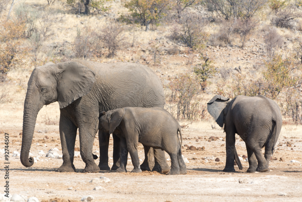 Fototapeta premium elephant cow with two childs in namibia