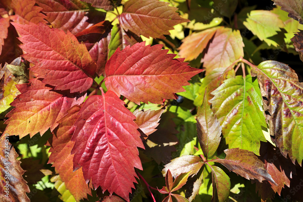 The colors of the plants in the autumn sunny day.
The colors of the plants in the autumn sunny day.