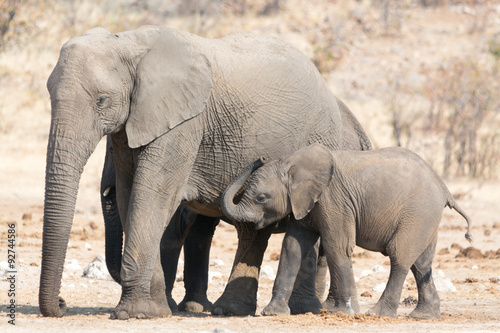 elephant cow with child in namibia