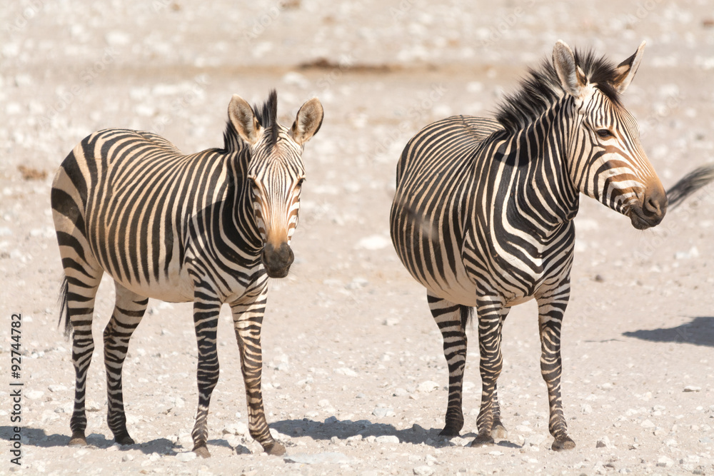 hartmann zebras in desert namibia hartmann zebras in desert namibia