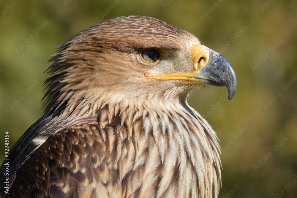 aigle aigle