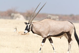two horned oryx