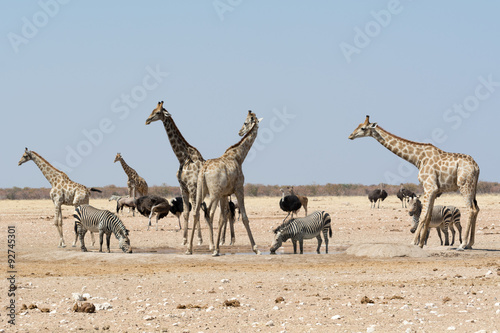 nervous giraffes and other wild animals looking out for a predator