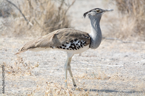 Foto kori bustard from side