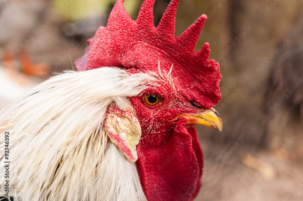 Portrait Hahn Stock-Foto | Adobe Stock