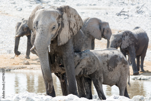 elephant cow with child