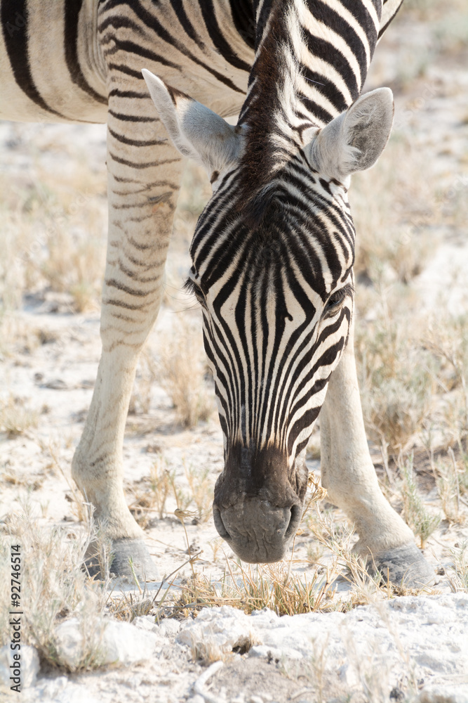 Fototapeta premium zebra portrait looking down