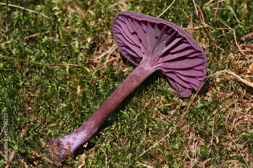 Mushroom Amethyst deceiver (Laccaria amethystina) on the moss.