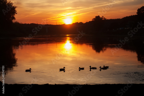 ducks on a reservoir in the nature at sunset