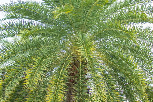Palm Tree.