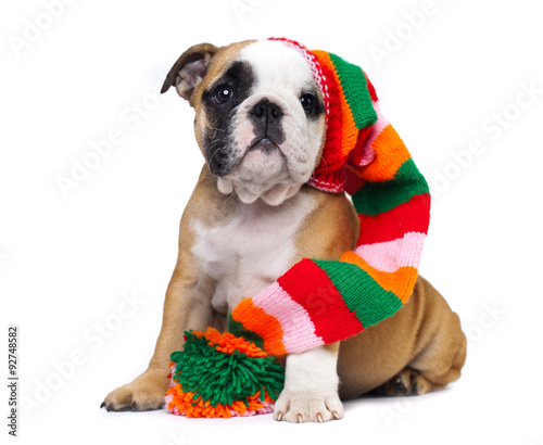 english Bulldog puppy in gnome hat photo