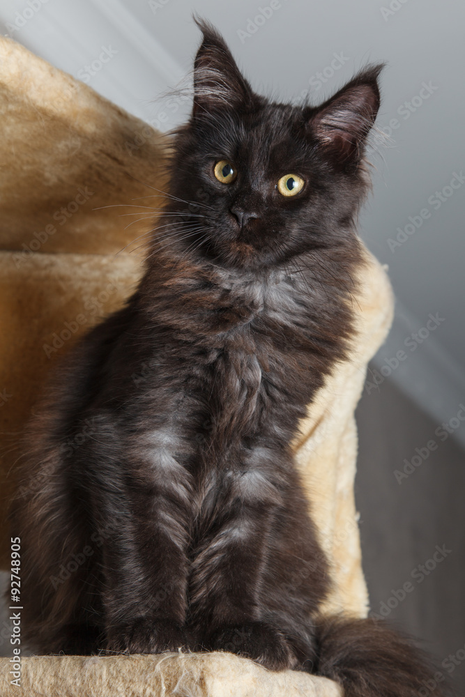 Black mainecoon cat posing