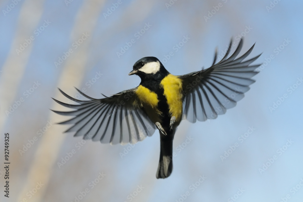 Front view of Flying Great Tit against autumn sky background - obrazy, fototapety, plakaty 