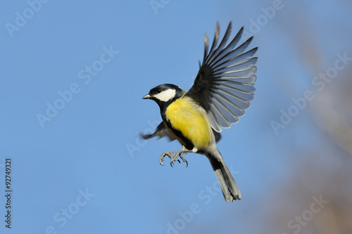 Flying Great Tit against bright blue sky background photo