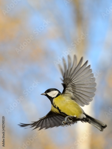 Flying Great Tit against autumn sky background © Victor Tyakht