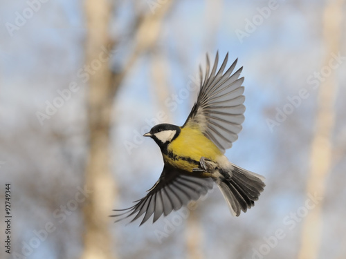 Flying Great Tit against autumn background