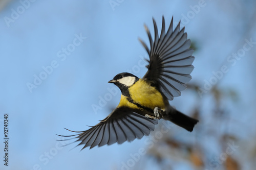 Flying Great Tit against autumn sky background
