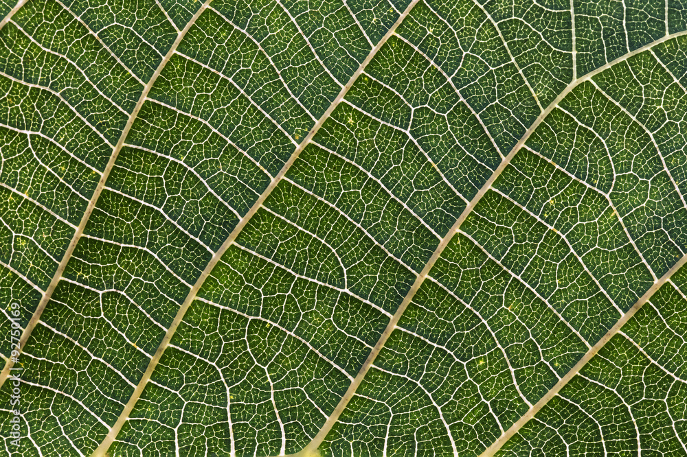 A close up of a leaf A close up of a leaf