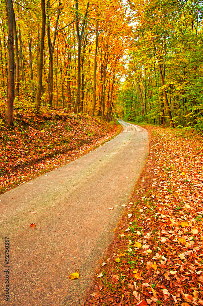 Road in the forest in autumn