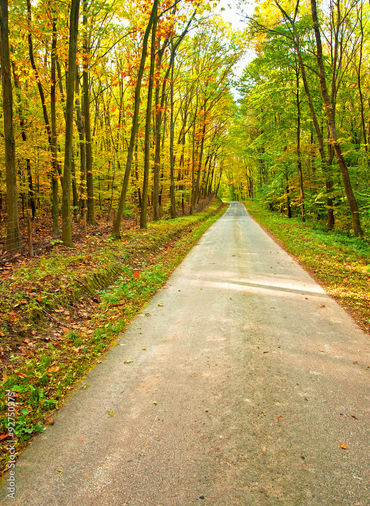 Fototapeta premium Road in the forest in autumn