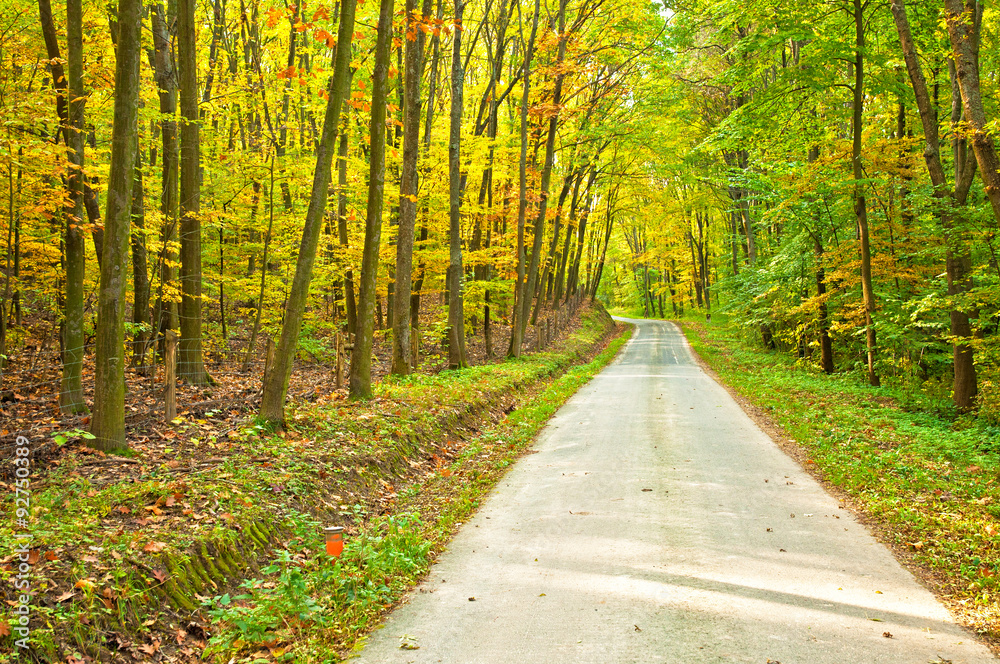 Road in the forest in autumn Road in the forest in autumn