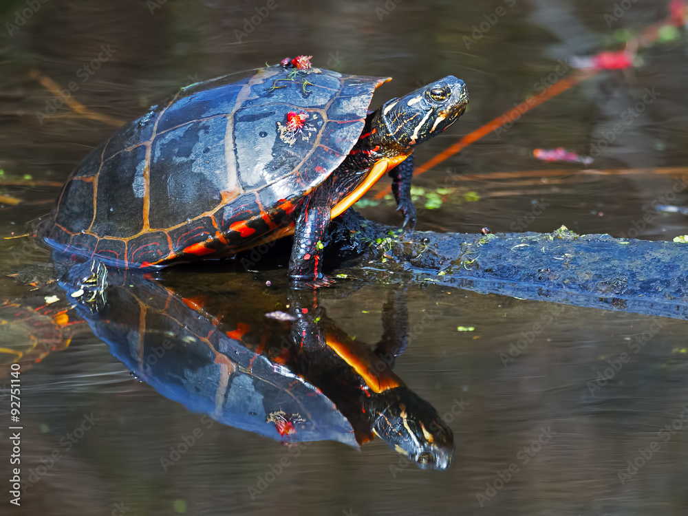 Fototapeta premium Eastern Painted Turtle