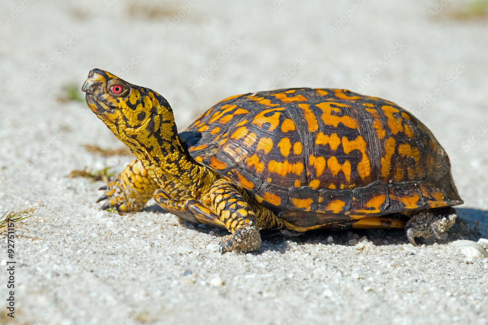 Obraz premium Box Turtle in the Road