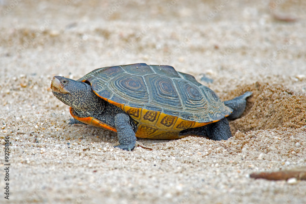 Obraz premium Diamondback Terrapin Laying Eggs