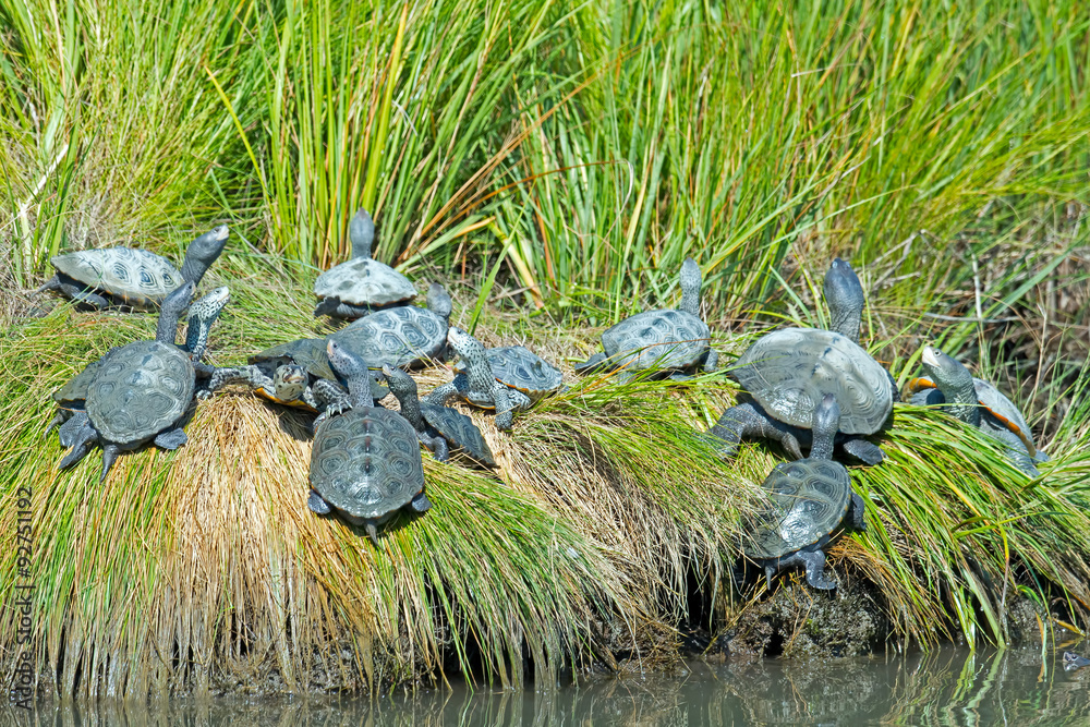 Obraz premium A large group of Diamondback Terrapin's on the Shoreline 