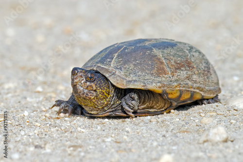 Snapping Turtle on a dirt road.