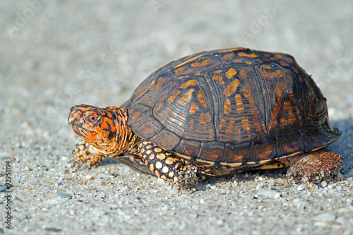 Eastern Box Turtle on Dirt Road