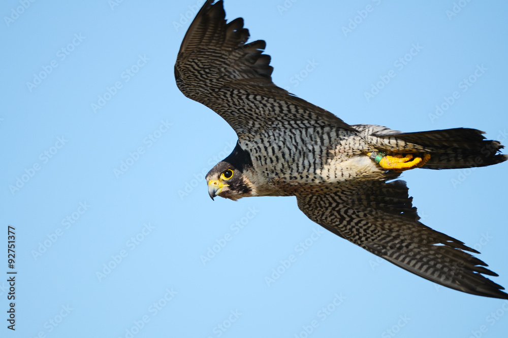Fototapeta premium Peregrine Falcon in Flight Hunting