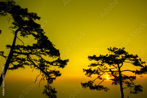 Silhouette shot of pine tree on sunrise morning at Phu Kradueng National Park  Thailand.