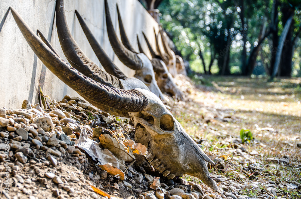 Fototapeta premium Teschio di mucca o gnu in paesaggio desertico - Thailandia