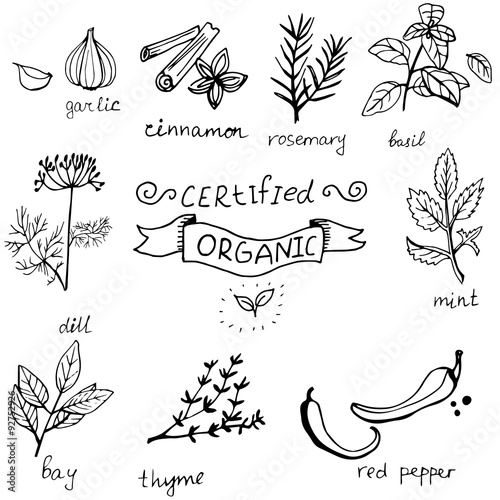 Vector background hand drawn herbs and spices set