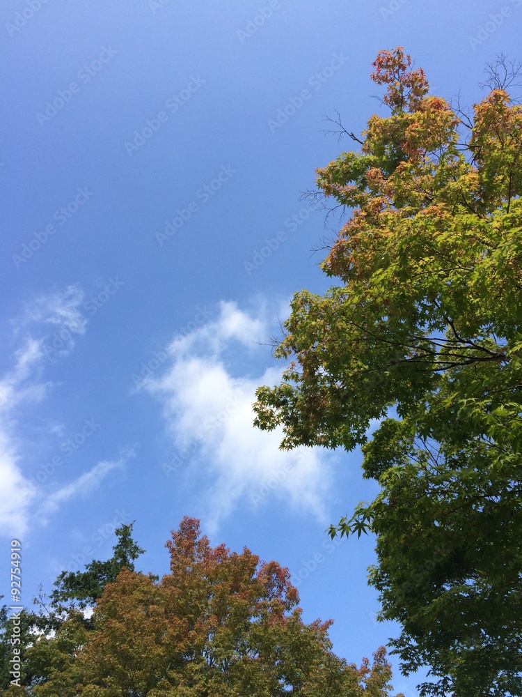 初秋の紅葉3 初秋の紅葉3