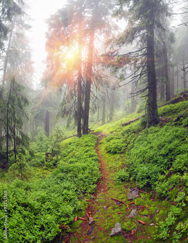 Misty forest in the mountains