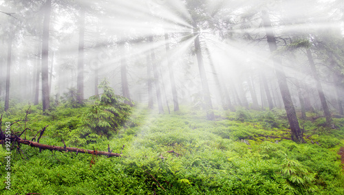 Obraz na płótnie Misty forest in the mountains w salonie