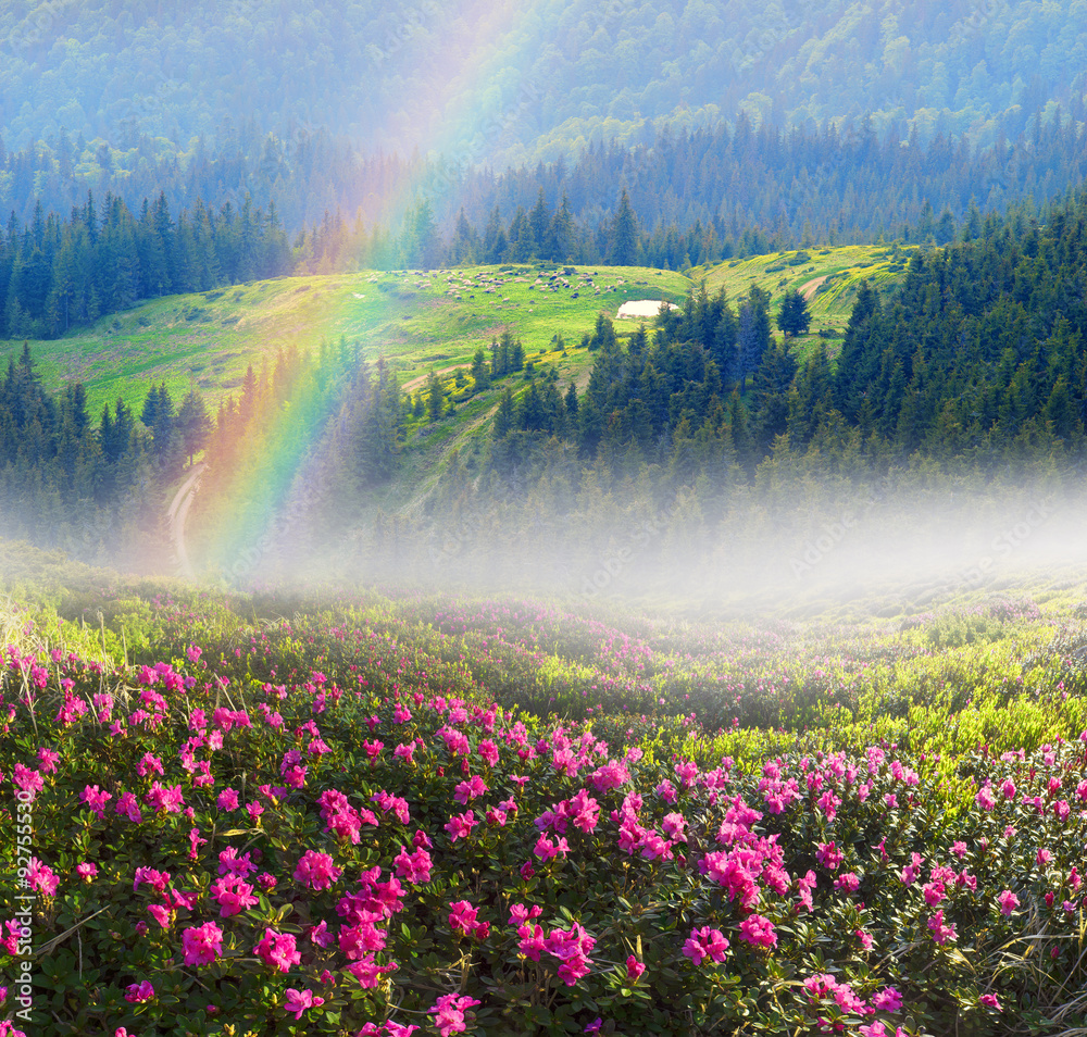 Rhododendrons in May
