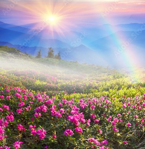 Rhododendrons in May
