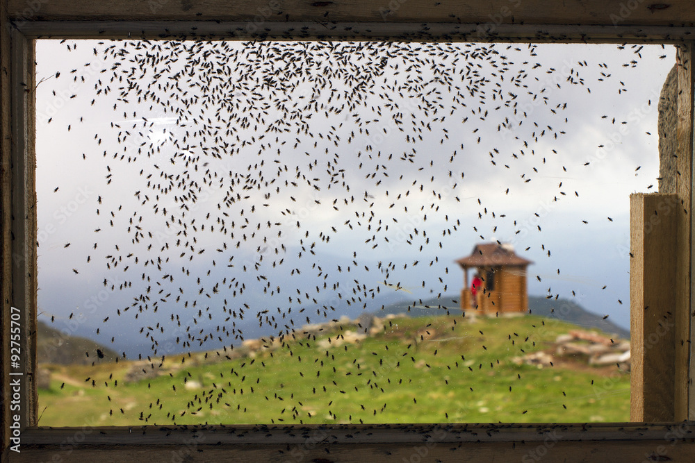 Many flies