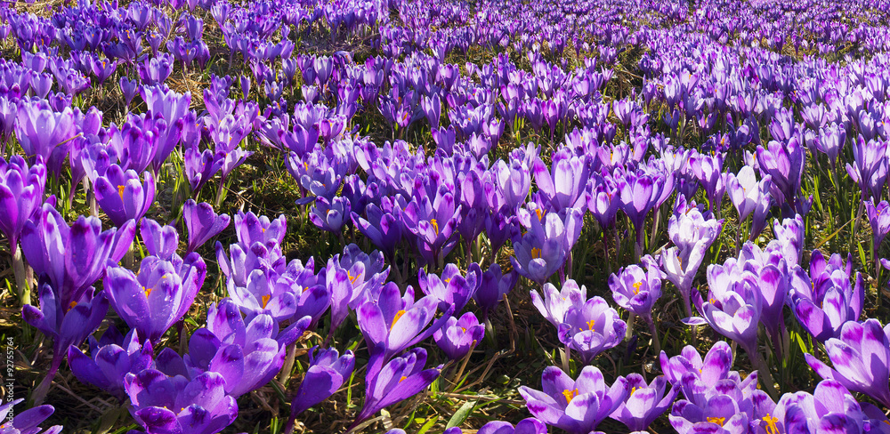 Fototapeta premium Glade crocus