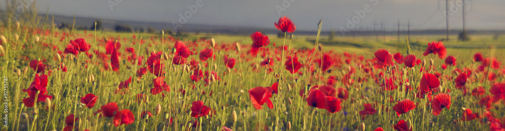 Obraz premium Wheat and poppies
